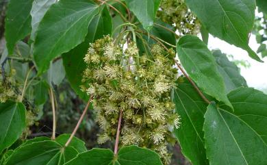 Idesia polycarpa Maxim. 山桐子