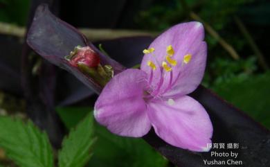 Tradescantia pallida 紫錦草