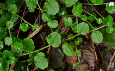 Trigonotis elevatovenosa Hayata 台北附地草