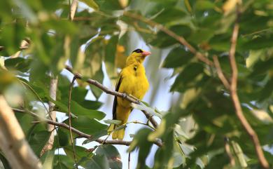 Oriolus chinensis diffusus 黃鸝