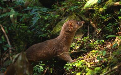 Mustela sibirica taivana Thomas, 1913 黃鼠狼