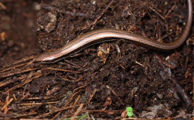 Sphenomorphus taiwanensis Chen & Lue, 1987 臺灣蜓蜥