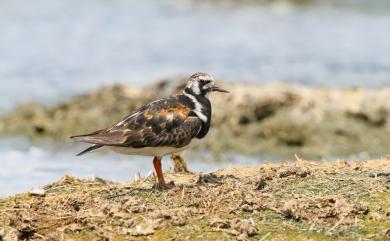 Arenaria interpres (Linnaeus, 1758) 翻石鷸