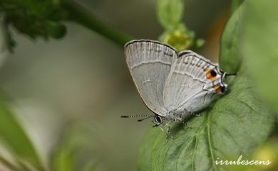 Satyrium austrinum (Murayama, 1943) 南方洒灰蝶