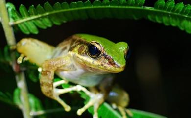 Odorrana swinhoana (Boulenger, 1903) 斯文豪氏赤蛙