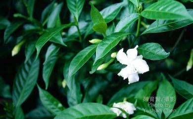 Tabernaemontana pandacaqui 山馬茶