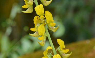 Crotalaria pallida 黃野百合