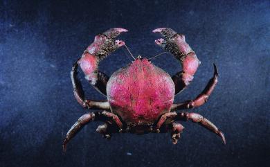 Conchoecetes intermedius Lewinsohn, 1984 中型居殼蟹