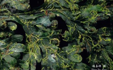 Cololejeunea haskarliana (Lehm.) Schiffn. 哈斯卡疣鱗蘚