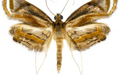 Eoophyla gibbosalis Guenée, 1854 圓斑水螟