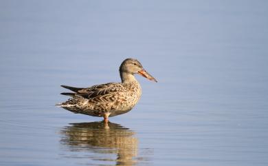 Spatula clypeata (Linnaeus, 1758) 琵嘴鴨