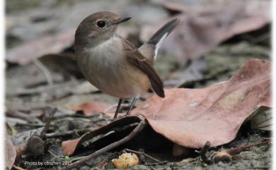 Ficedula parva (Bechstein, 1792) 紅胸鶲