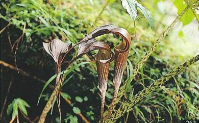 Arisaema taiwanense var. taiwanense J. Murata 蓬萊天南星