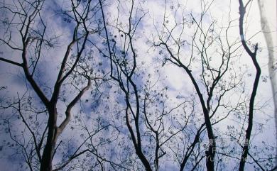 Lagerstroemia subcostata Koehne 九芎