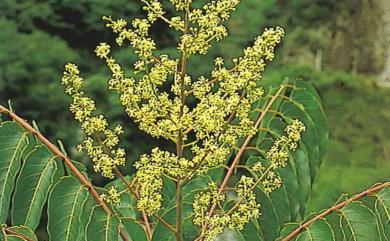 Ailanthus altissima var. tanakae 臭椿