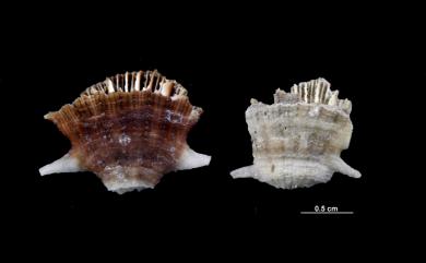 Truncatoflabellum mortenseni Cairns & Zibrowius, 1997 莫氏截扇珊瑚