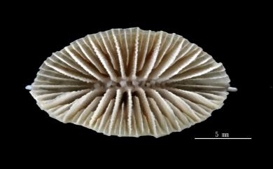 Truncatoflabellum vigintifarium Cairns, 1999