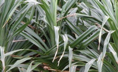 Pandanus odorifer (Forssk.) Kuntze 露兜樹