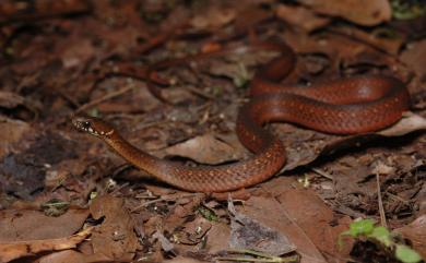 Hebius sauteri (Boulenger, 1909) 梭德氏遊蛇