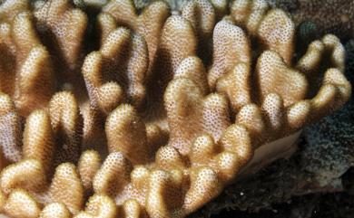 Cladiella pachyclados (Klunzinger, 1877) 粗壯小枝軟珊瑚