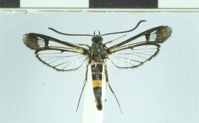 Synanthedon auritincta (Wileman & South, 1918) 黃帶新透翅蛾