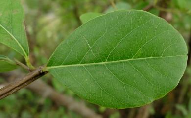 Flueggea virosa (Roxb. ex Willd.) Royle 密花白飯樹