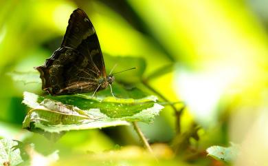 Zophoessa dura neoclides 大幽眼蝶