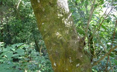 Osmanthus matsumuranus 大葉木犀