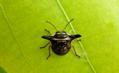 Alcimocoris japonensis (Scott, 1880) 日本羚椿象