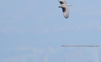 Elanus caeruleus vociferus (Latham, 1790) 黑翅鳶