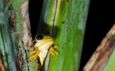 Hyla chinensis Guenther, 1858 中國樹蟾