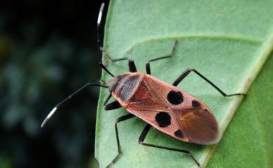 Physopelta parviceps Blöte, 1931 東亞斑紅蝽