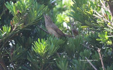 Horornis diphone cantans (Temminck & Schlegel, 1847) 日本樹鶯(日本亞種)