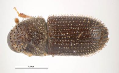 Hypothenemus seriatus (Eichhoff, 1872)