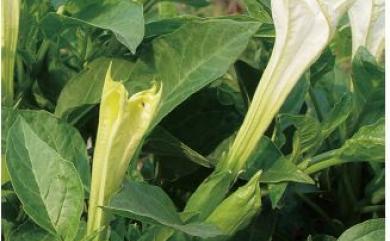 Datura stramonium L. 番曼陀羅