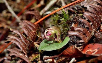 Corybas sinii Tang & F.T.Wang 辛氏盔蘭