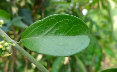 Gymnema sylvestre 武靴藤