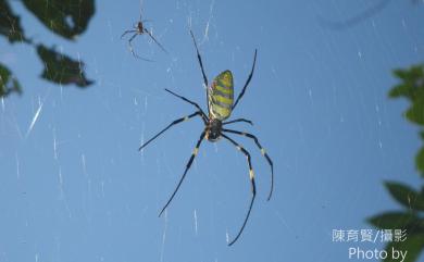 Trichonephila clavata (L. Koch, 1878) 橫帶人面蜘蛛
