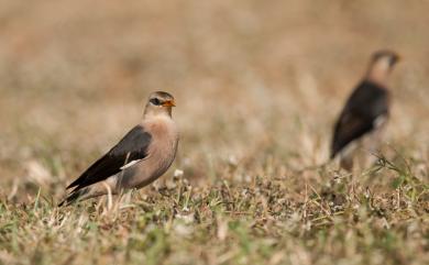 Acridotheres burmannicus (Jerdon, 1862) 葡萄胸椋鳥