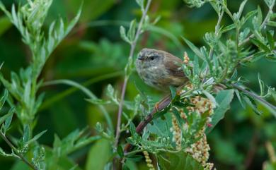 Cettia acanthizoides concolor (Ogilvie-Grant, 1912) 深山鶯