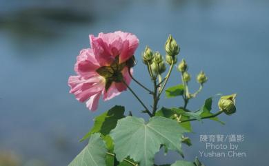 Hibiscus mutabilis L. 木芙蓉