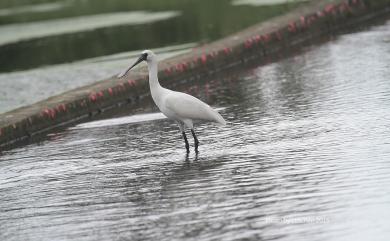 Platalea minor Temminck & Schlegel, 1849 黑面琵鷺