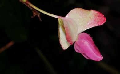 Begonia buimontana 武威山秋海棠