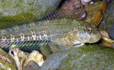 Blenniella periophthalmus (Valenciennes, 1836) 圍眼真蛙鳚