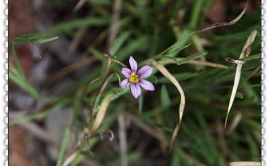 Sisyrinchium iridifolium 鳶尾葉庭菖蒲