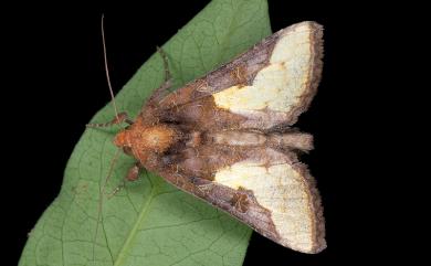 Thysanoplusia intermixta Warren, 1913 中金翅夜蛾