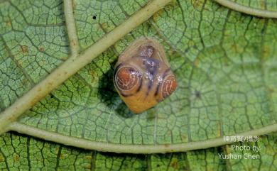 Cyrtarachne inaequalis Thorell, 1895 大鳥糞蛛