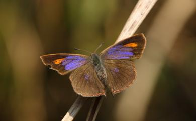 Amblopala avidiena y-fasciatus (Sonan, 1929) 尖灰蝶