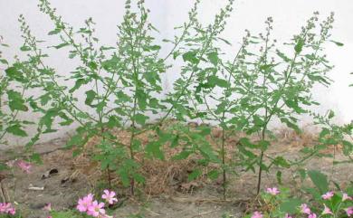 Chenopodium serotinum 小葉藜