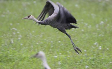 Grus monacha Temminck, 1835 白頭鶴